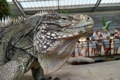 Iguane