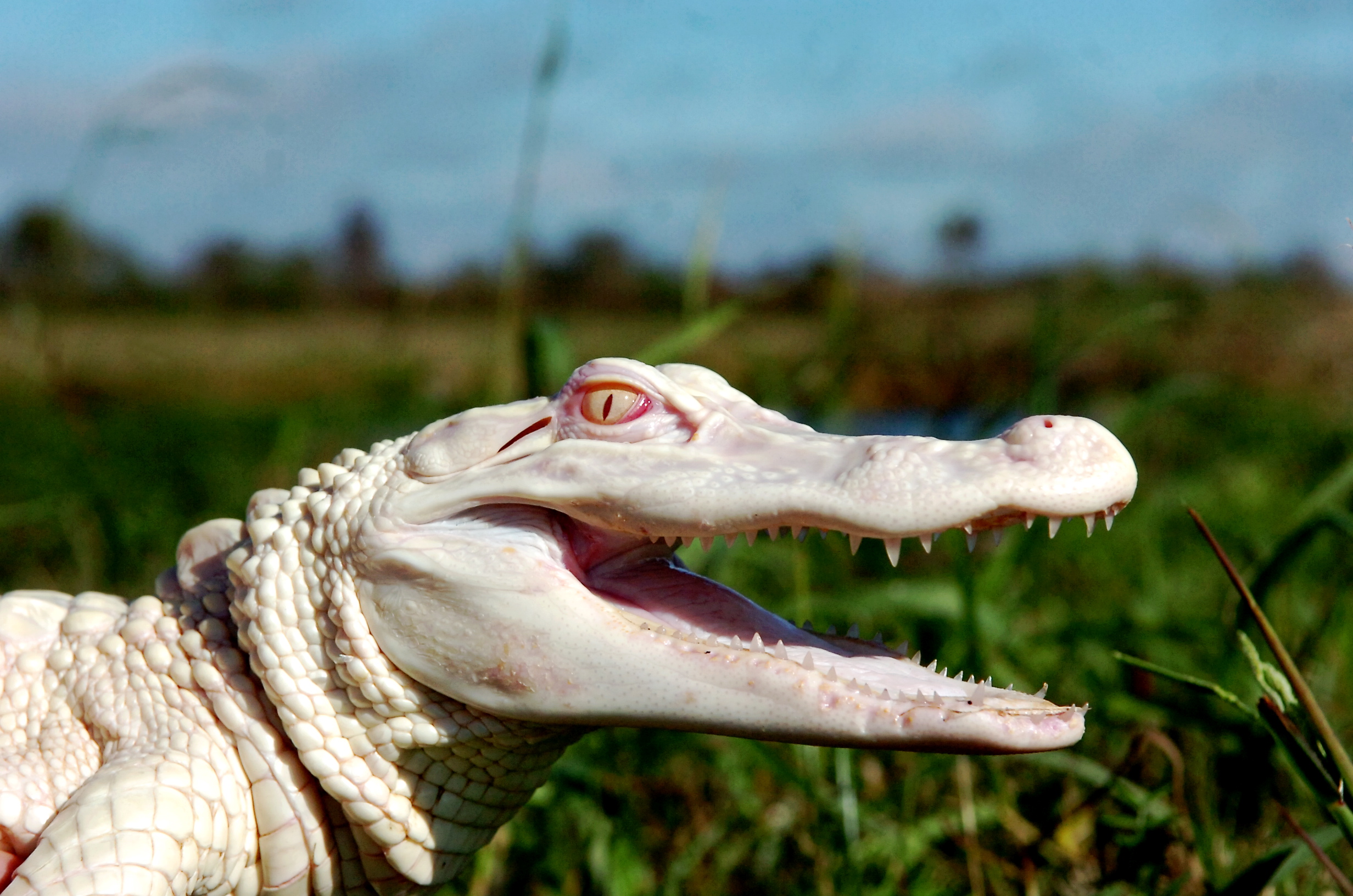 Albino American alligator – Albi - Ferme aux crocodiles