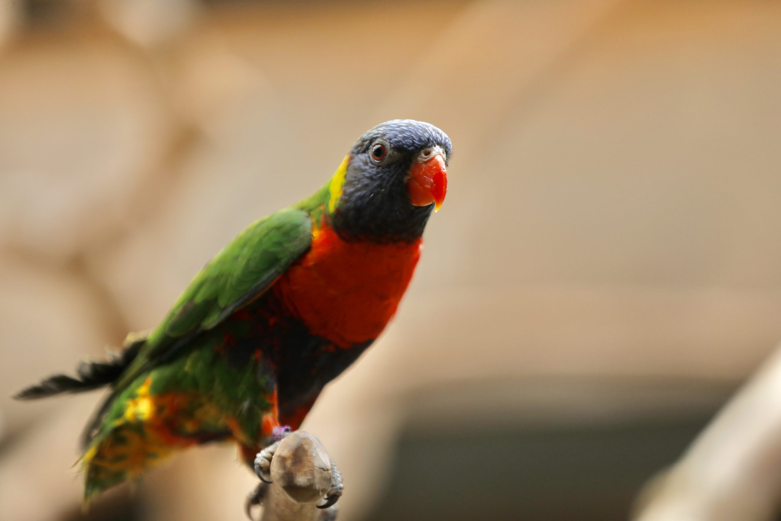 Rainbow lorikeet - La Ferme aux Crocodiles Réserve Tropicale Pierrelatte