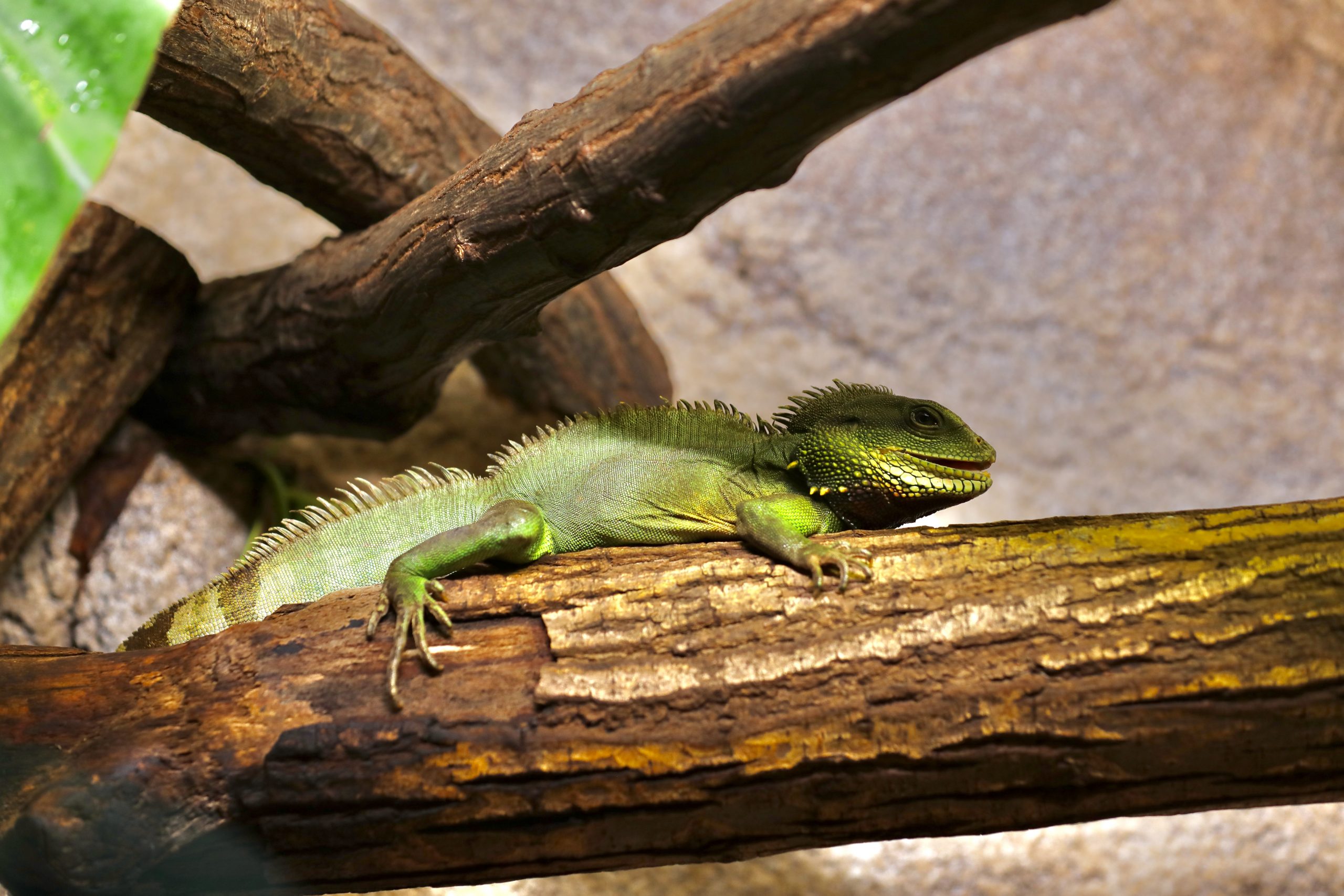 Chinese water dragon - La Ferme aux Crocodiles Réserve Tropicale - Pierrelatte