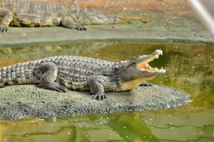 Visites collèges & lycées - Pédagogie - La Ferme aux Crocodiles Réserve Tropicale Pierrelatte