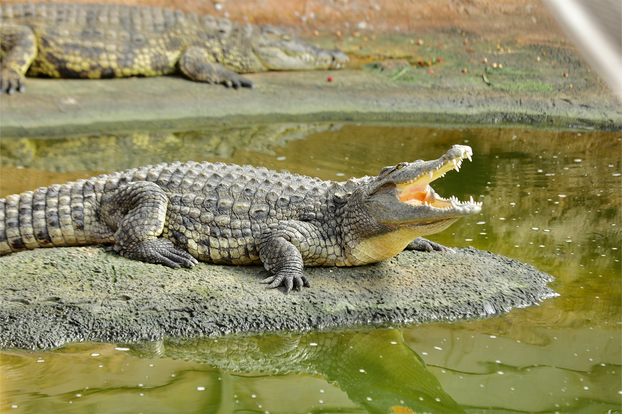 Visites collèges & lycées - Pédagogie - La Ferme aux Crocodiles Réserve Tropicale Pierrelatte