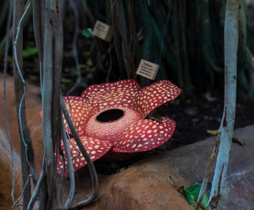 Magnifique Rafflesia à La Ferme aux Crocodiles - Réserve Tropicale, à Pierrelatte