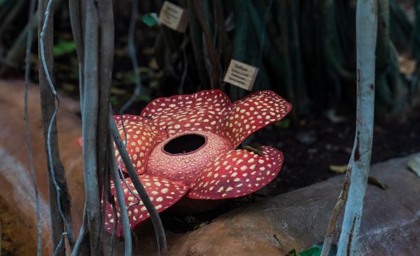 Magnifique Rafflesia à La Ferme aux Crocodiles - Réserve Tropicale, à Pierrelatte