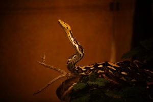 Python réticulé La Ferme aux Crocodiles - Réserve Tropicale - Pierrelatte