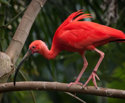 Ibis rouge - La Ferme aux Crocos - Réserve Tropicale - Pierrelatte - Drôme Provençale