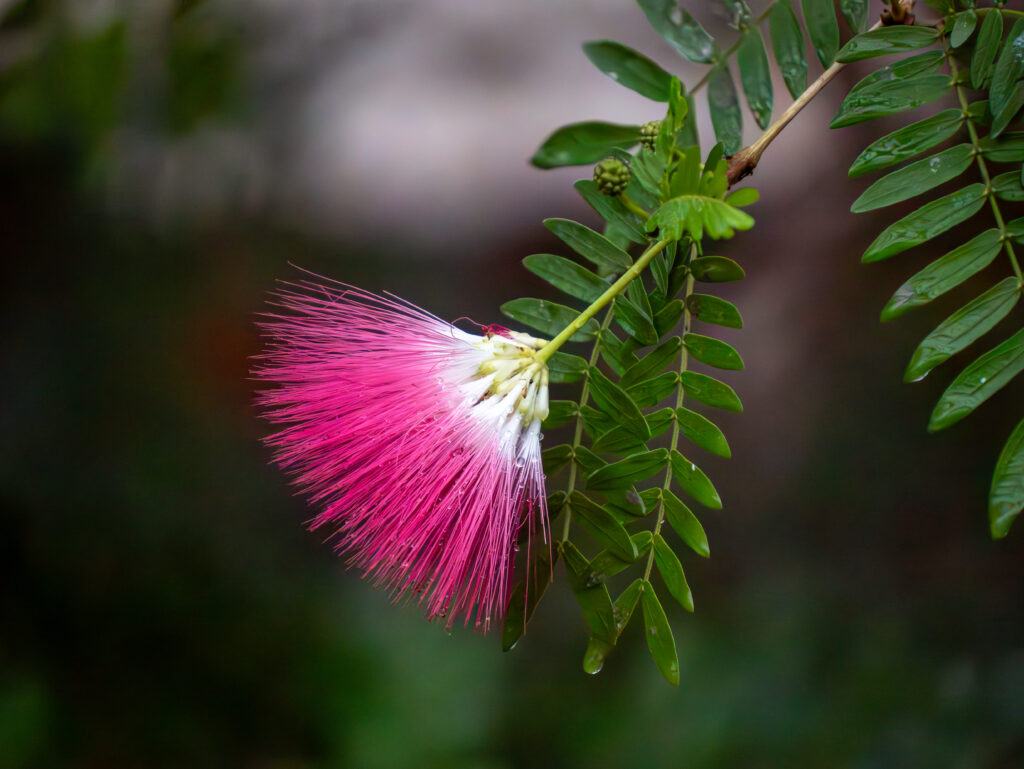 Floraison remarquable La Ferme aux Crocodiles - Réserve Tropicale à Pierrelatte
