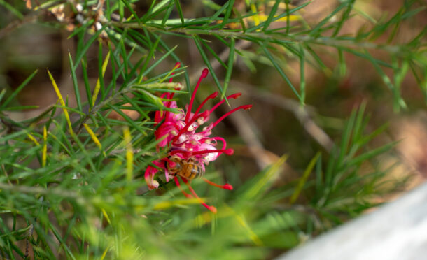 Floraison remarquable La Ferme aux Crocodiles - Réserve Tropicale à Pierrelatte
