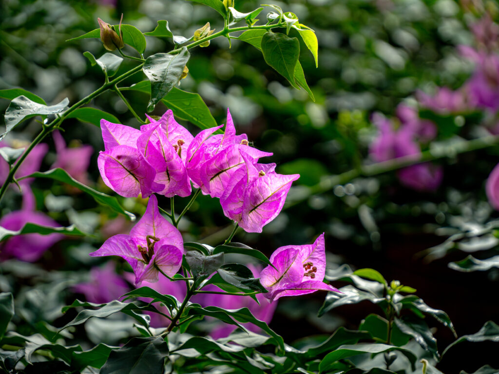 Floraison remarquable La Ferme aux Crocodiles - Réserve Tropicale à Pierrelatte