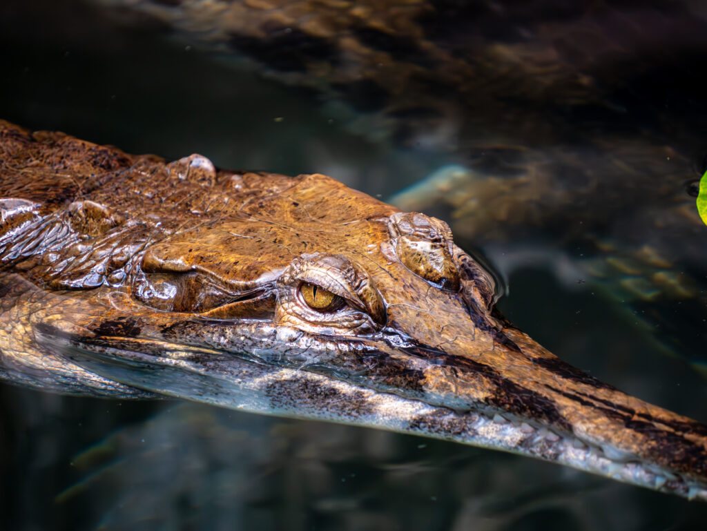 Faux-gavial de Malaisie La Ferme aux Crocodiles - Réserve Tropicale à Pierrelatte Drôme provençale