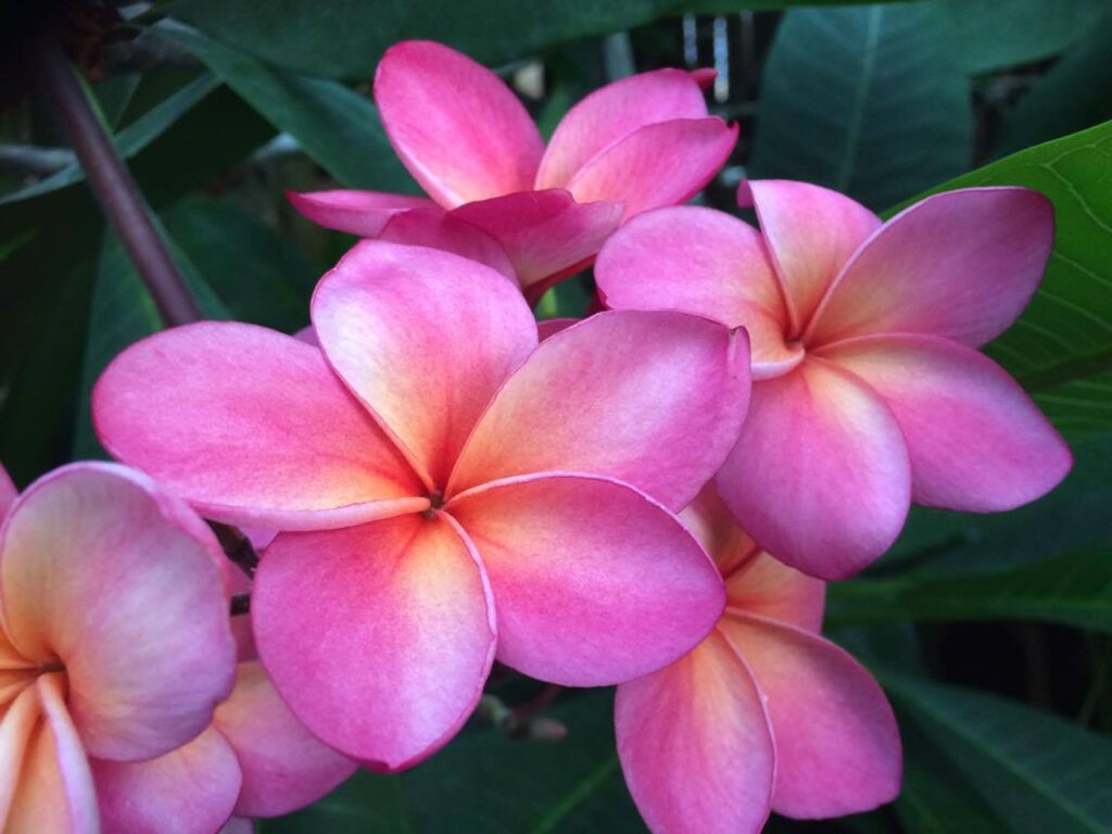 Frangipanier La Ferme aux Crocodiles - Réserve Tropicale à Pierrelatte en Drôme provençale