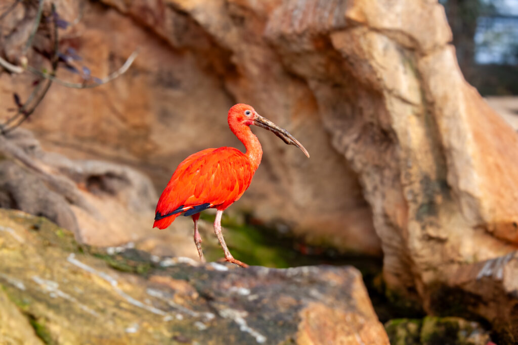 Ibis rouge La Ferme aux Crocodiles - Réserve Tropicale à Pierrelatte en Drôme provençale