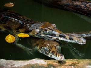 Crocodile - La Ferme aux Crocodiles Réserve Tropicale à Pierrelatte