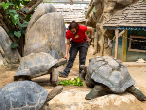 visite atelier sur tortues