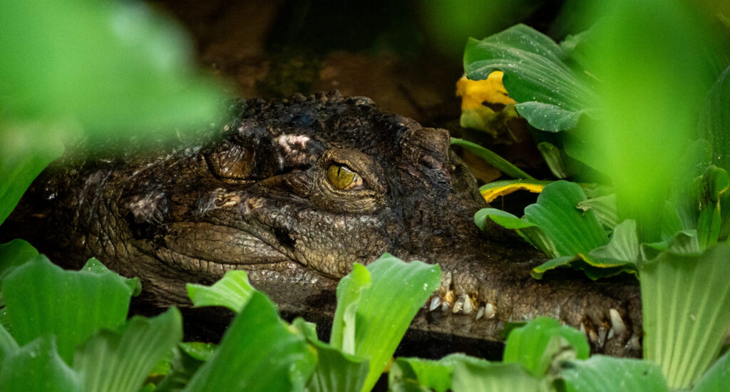 Crocodile La Ferme aux Crocodiles -+ Réserve Tropicale à Pierrelatte