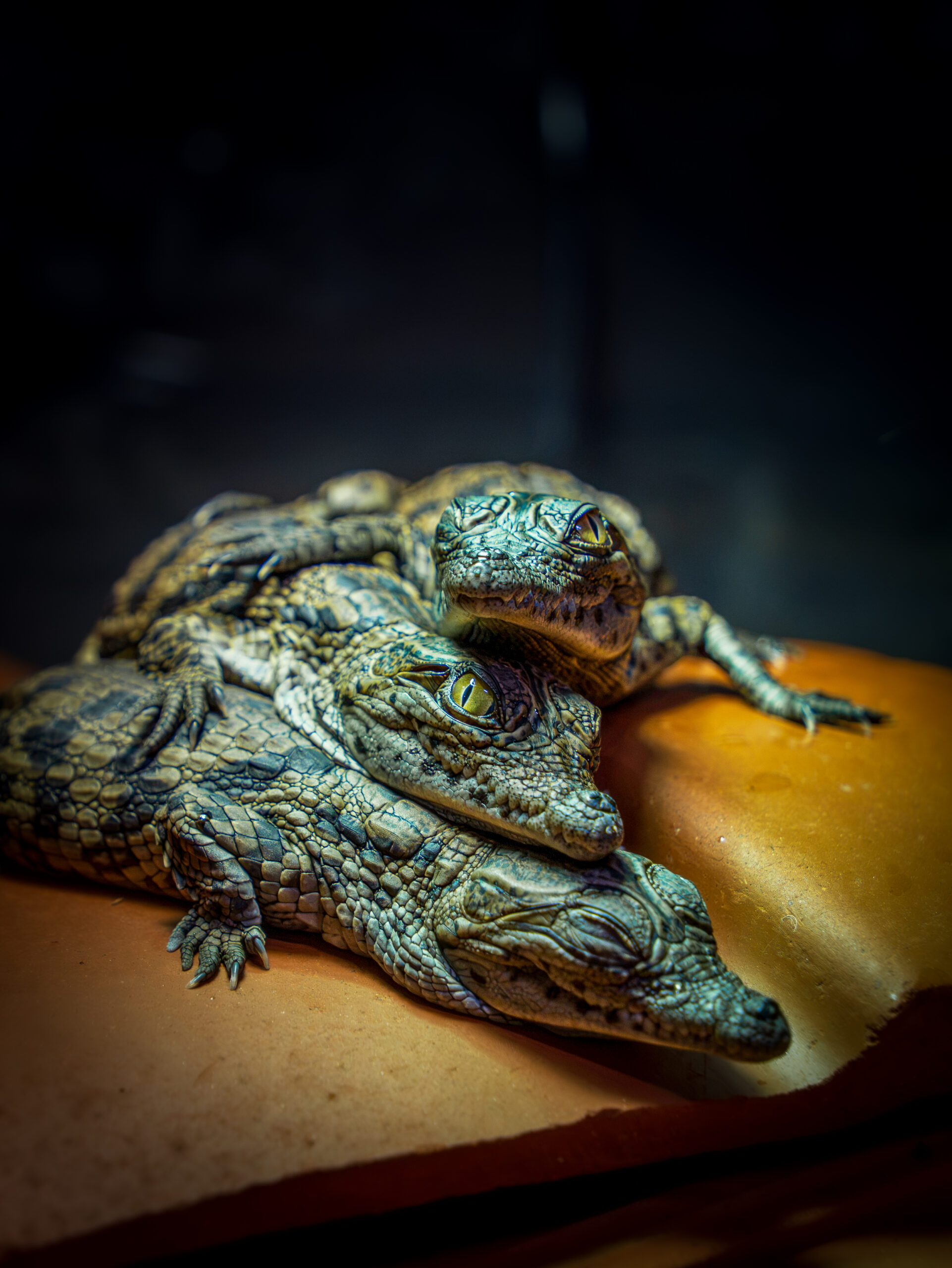 Naissance de petits crocodiles du Nil à la Ferme aux Crocodiles - Réserve Tropicale de Pierrelatte le 22 août 2026