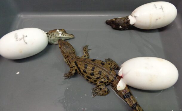 Naissance de petits crocodiles du Nil à la Ferme aux Crocodiles - Réserve Tropicale de Pierrelatte le 22 août 2026