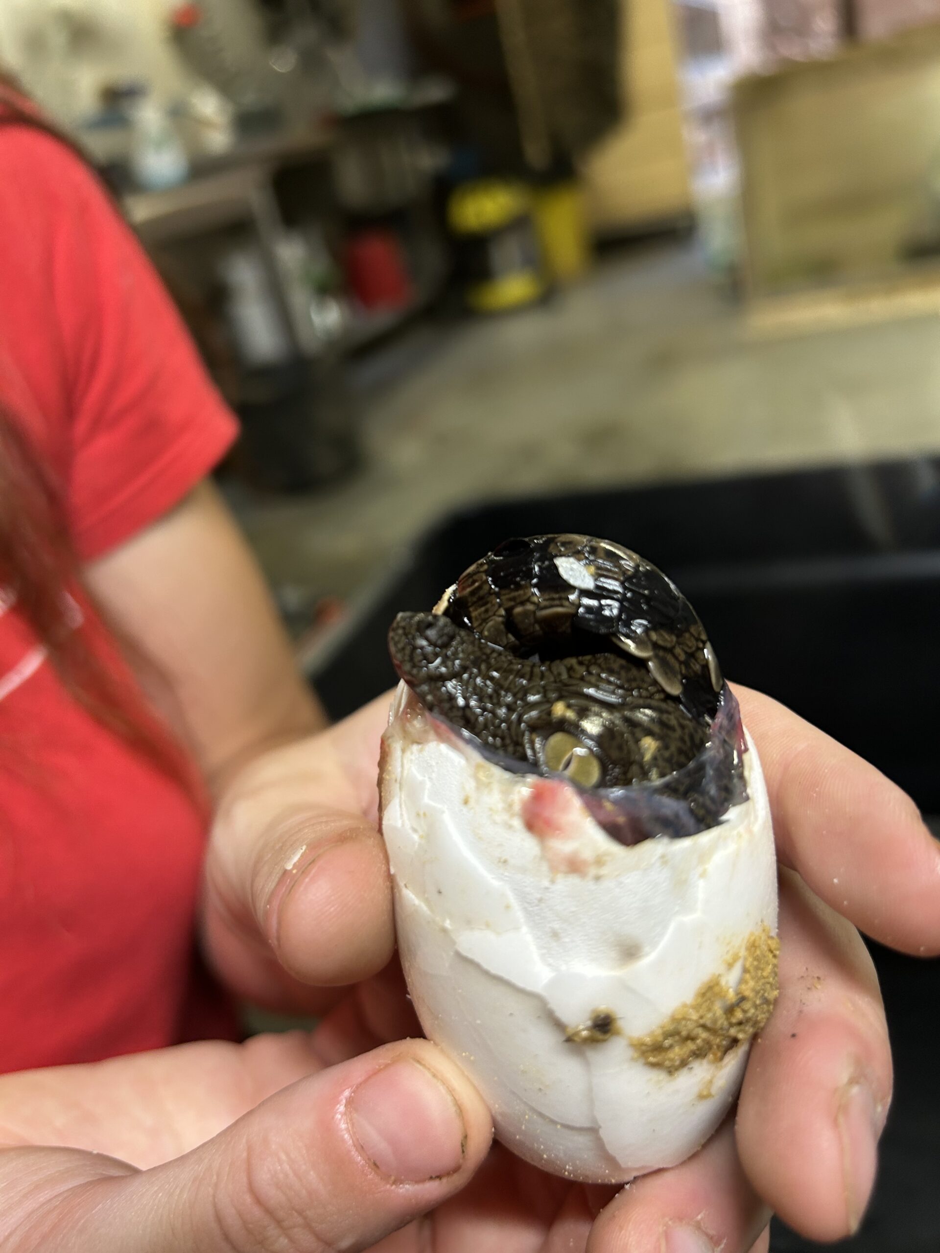 Naissance de petits crocodiles du Nil à la Ferme aux Crocodiles - Réserve Tropicale de Pierrelatte le 22 août 2026